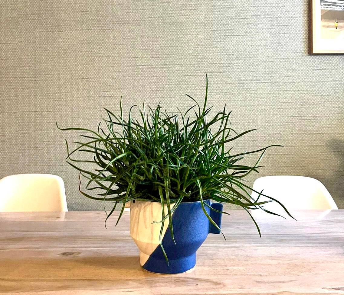 Pot pour plante - cache-pot